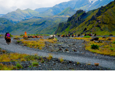 Riding with the Herd in Iceland 